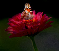 Butterfly on Flower
