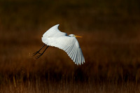 Egret in Flight