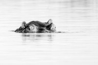 Hippo grazing for vegetation.