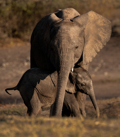 Elephant with calf near the Chobe.