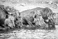 Part of a pride of 17, four lions stop for a drink.