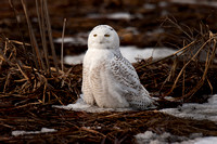 Snowy Owl Portrait