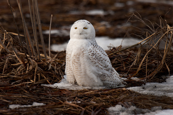 Snowy Owl Portrait