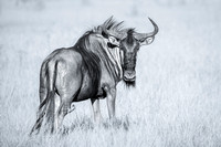Wildebeest in the Okavango Delta