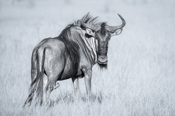 Wildebeest in the Okavango Delta