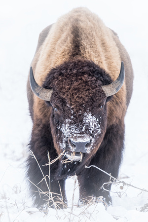 American Buffalo