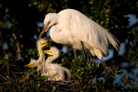 Egret with chicks at Sunset