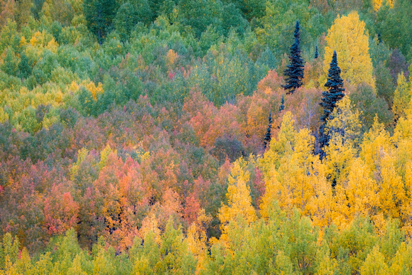Colorful hillside in the San Juan Mountains, CO