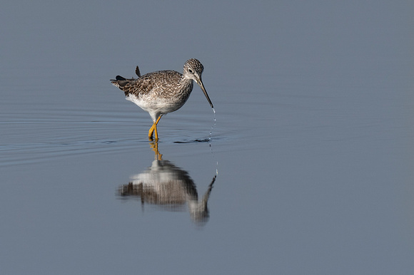 Yellow Legs Fishing
