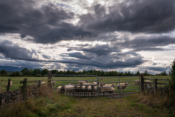 Curious sheep near Rock of Cashel