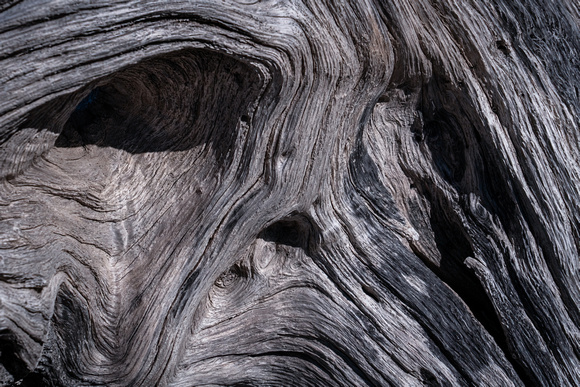 Old man in the wood