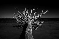 Fallen and bleached oak tree